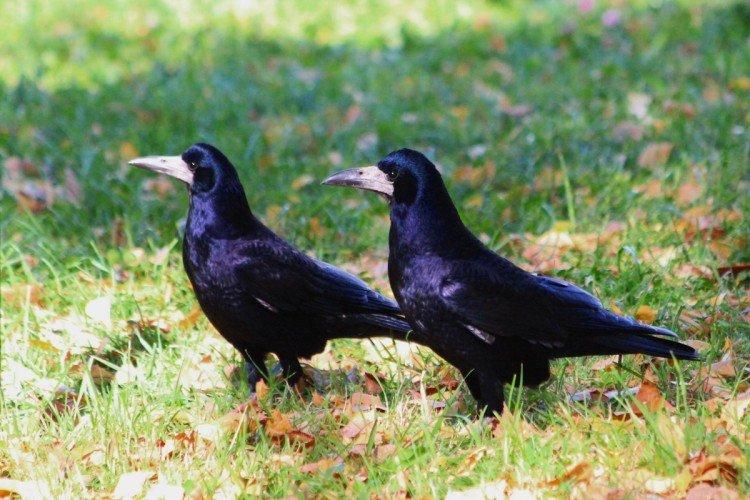 Грачи – фото птицы