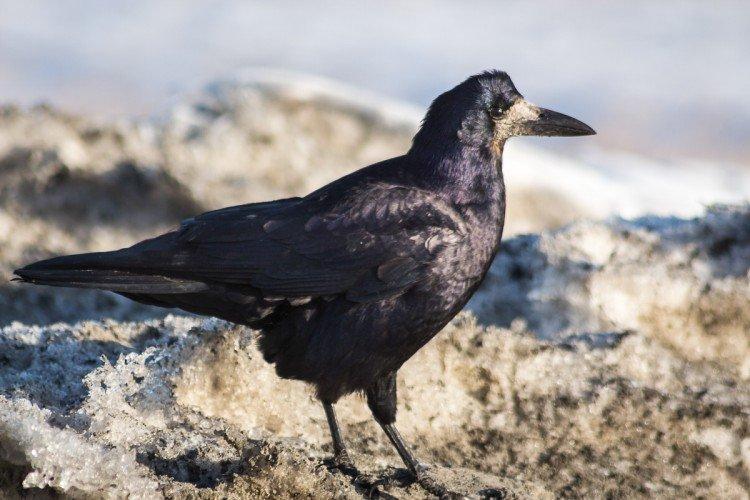 Грачи – фото птицы