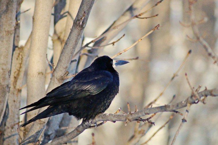 Грачи – фото птицы