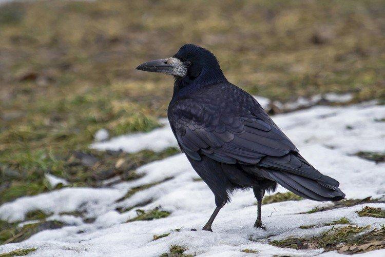 Грачи – фото птицы