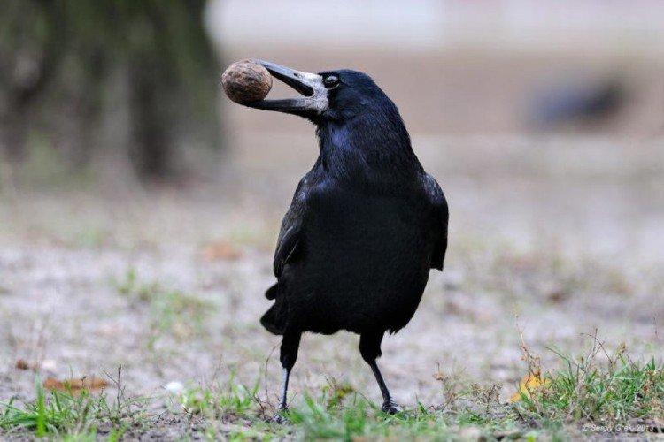 Грачи – фото птицы