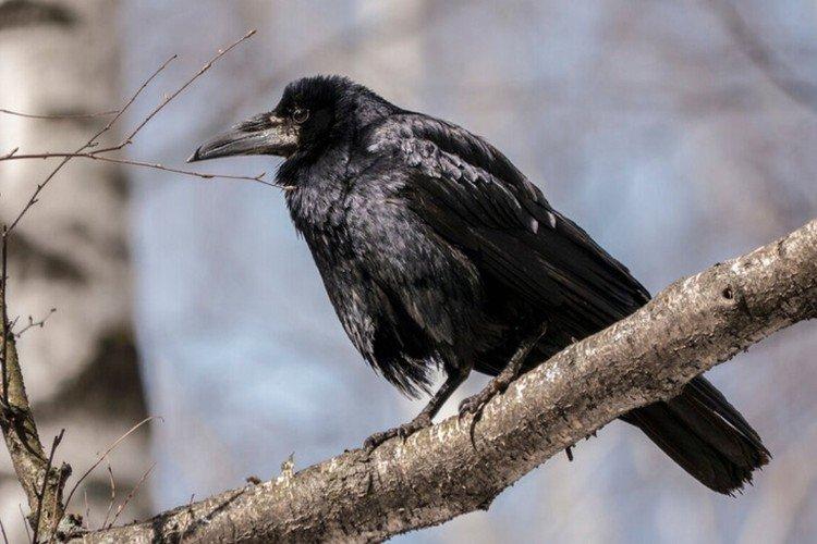 Грачи – фото птицы