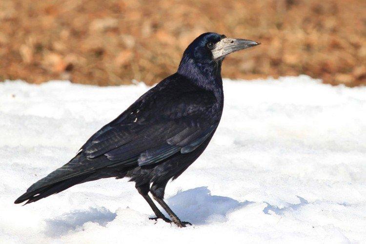 Места обитания грачей