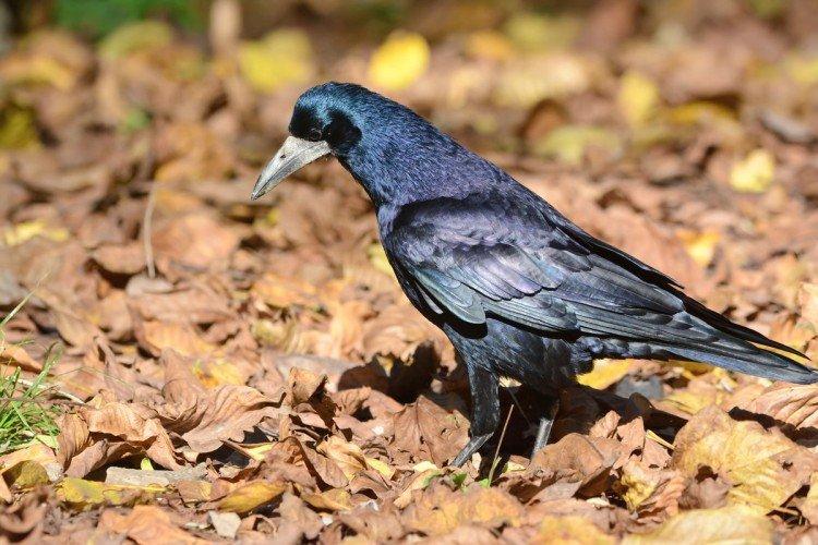 Содержание в неволе