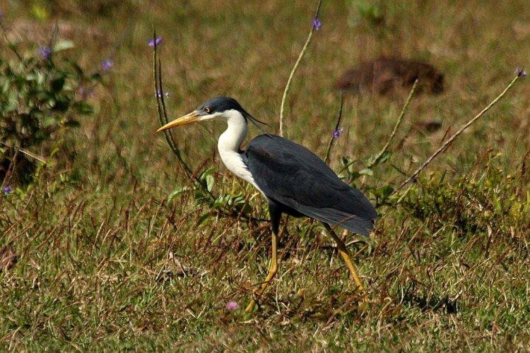Сорочья цапля