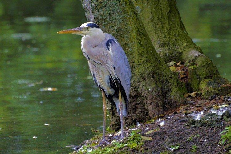 Места обитания цапли