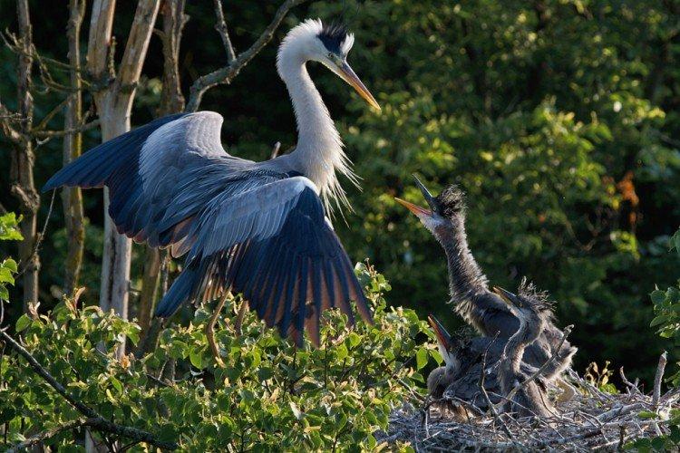 Размножение цапли