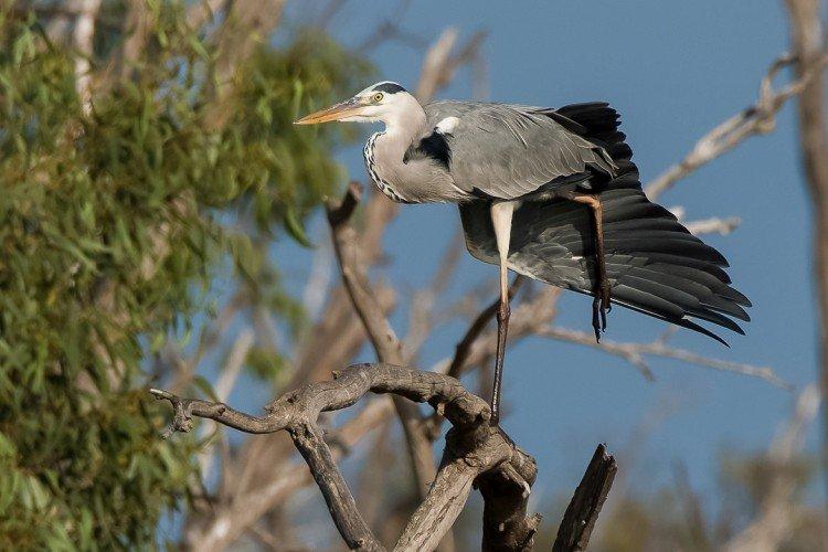 Цапля – фото птицы