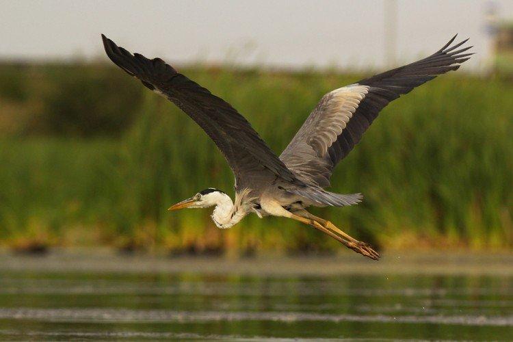 Цапля – фото птицы