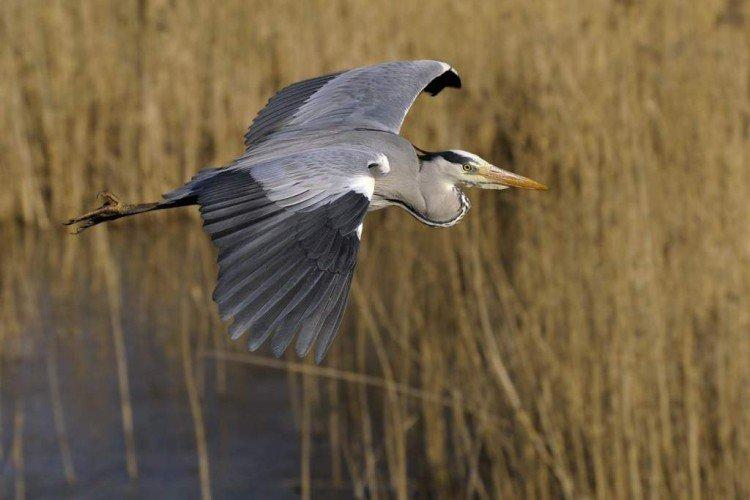 Цапля – фото птицы