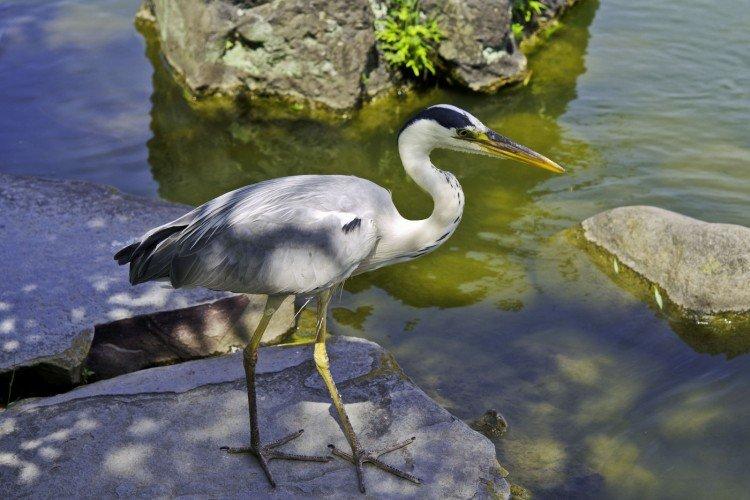 Цапля – фото птицы