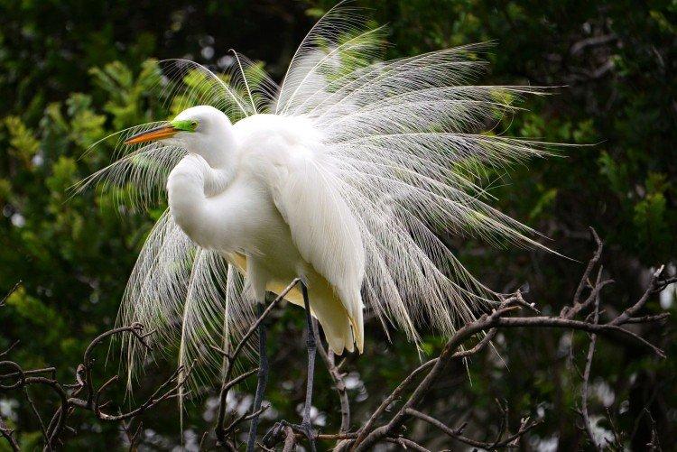 Цапля – фото птицы