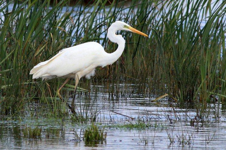 Цапля – фото птицы