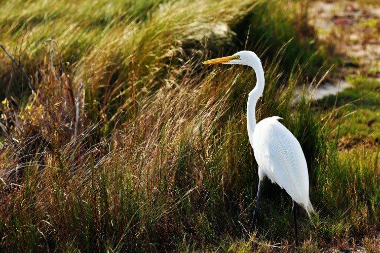 Цапля – фото птицы