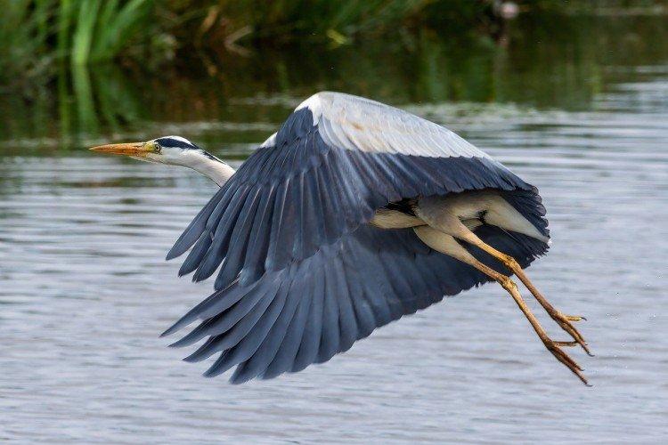 Цапля – фото птицы