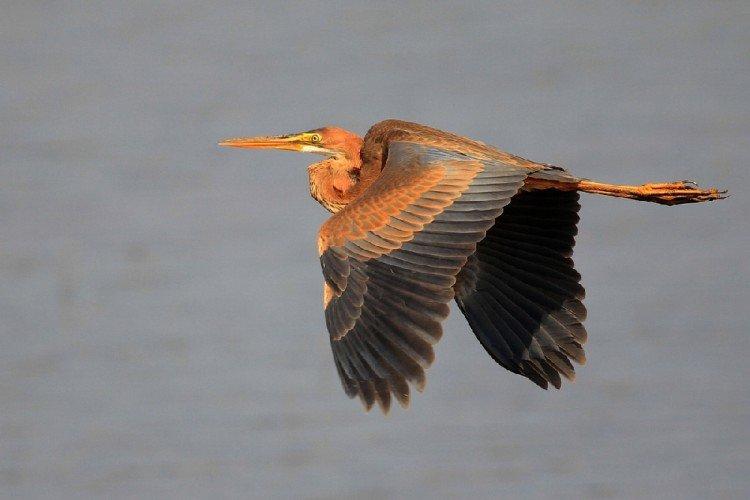 Цапля – фото птицы