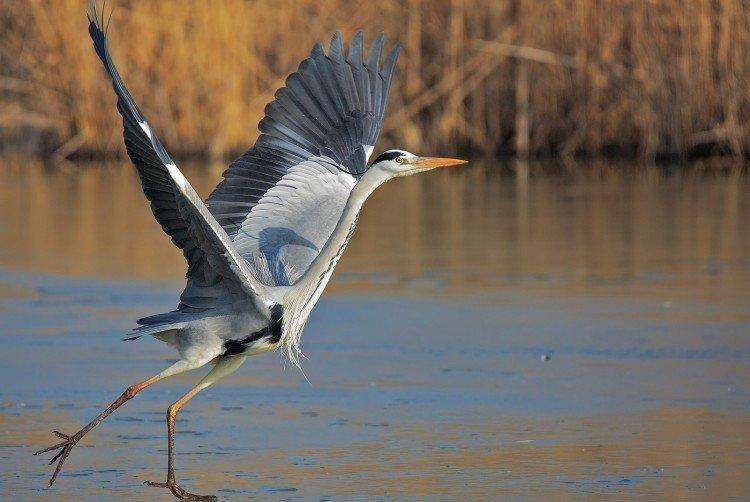 Цапля – фото птицы