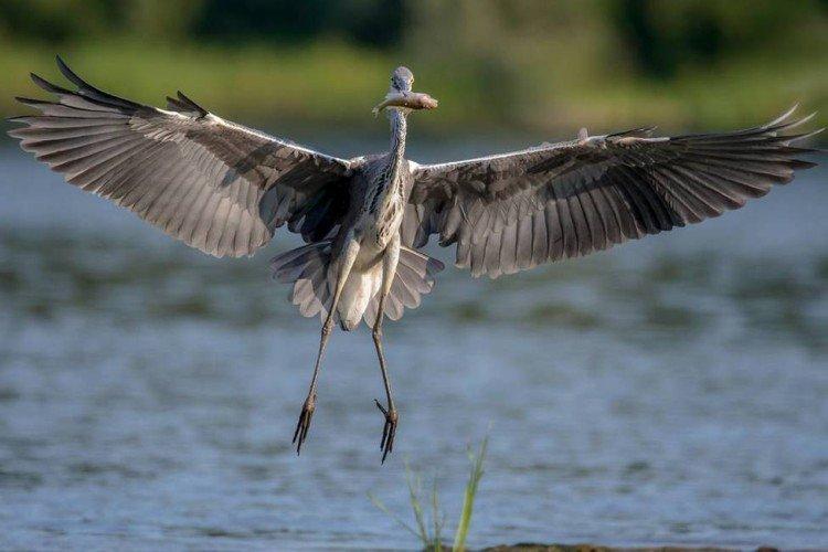 Цапля – фото птицы