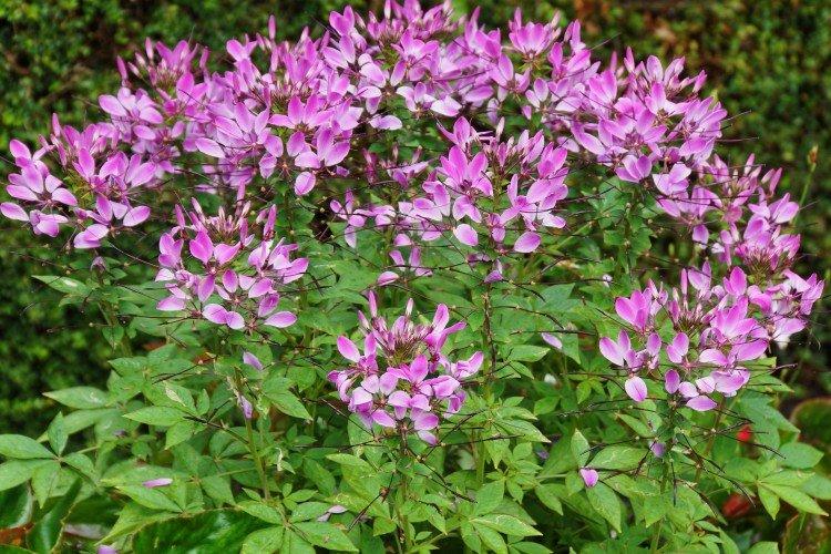 Клеома (50 фото): виды, уход и посадка в открытом грунте