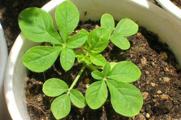 Посадка и размножение клеомы