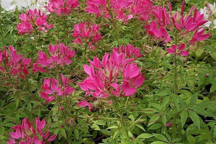 Клеома – фото