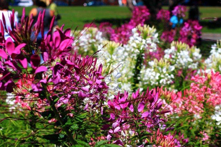 Клеома – фото