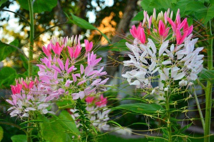 Клеома – фото