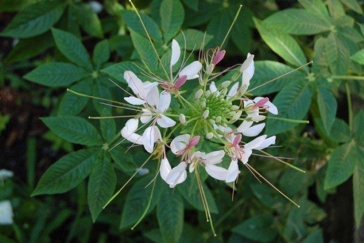 Клеома – фото