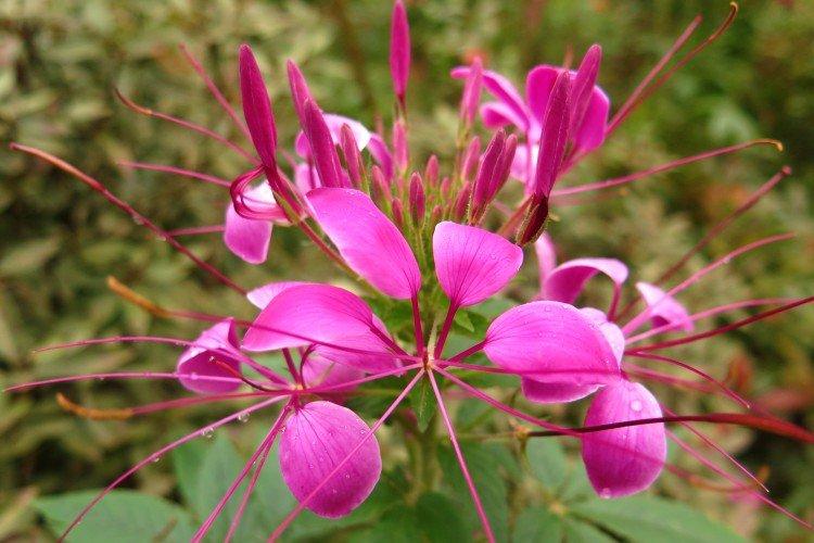 Клеома – фото