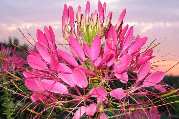 Клеома – фото