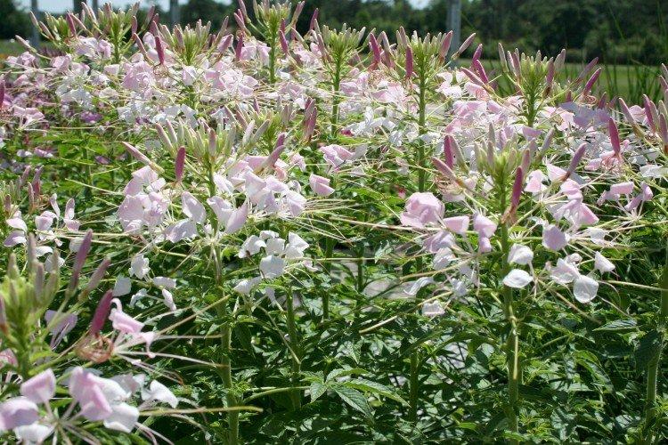 Клеома – фото