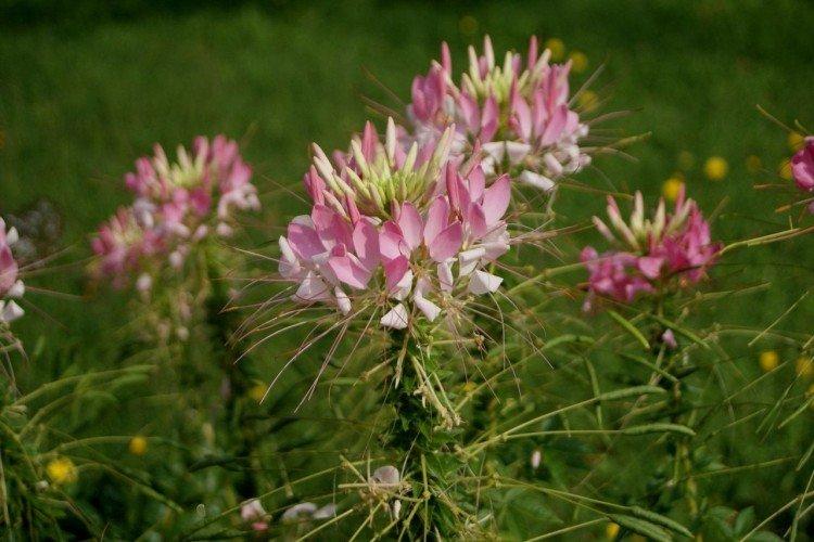 Удобрения и подкормка