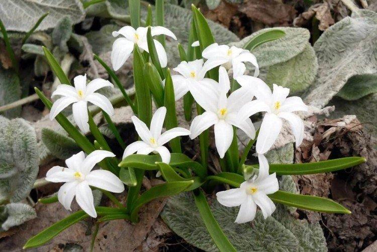 Хионодокса – фото