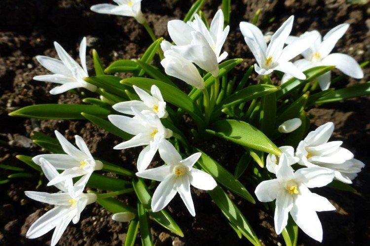 Хионодокса – фото