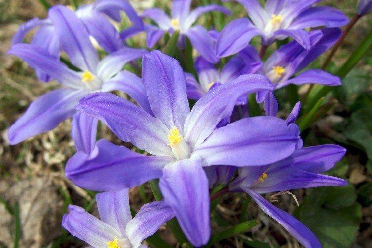 Хионодокса – фото