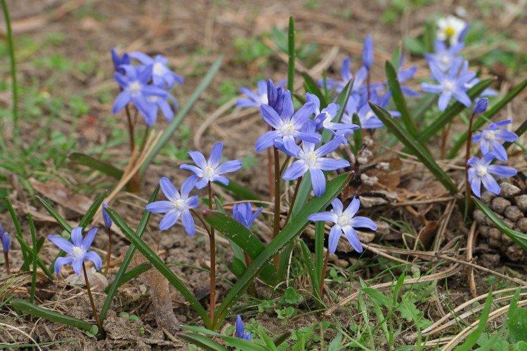 Хионодокса Форбса