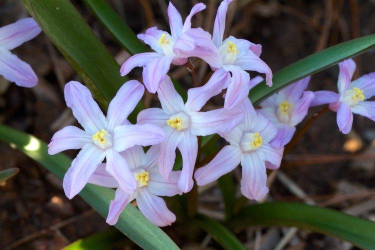 Хионодокса – фото