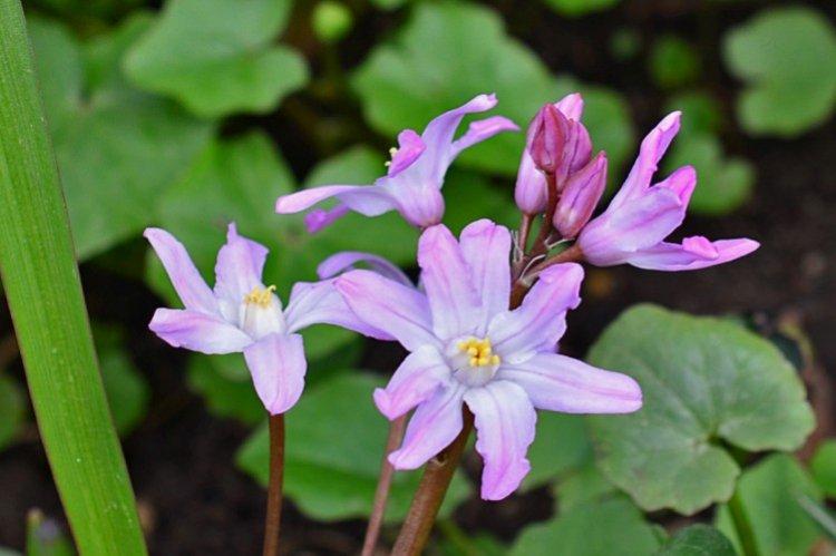 Сардинская хионодокса