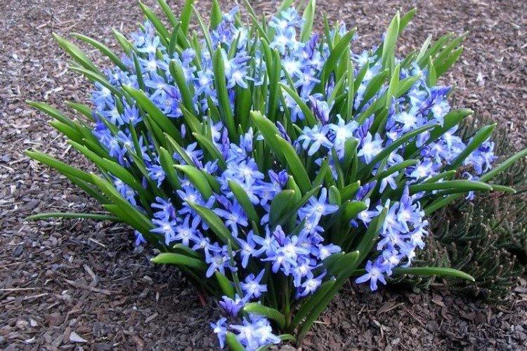 Хионодокса – фото