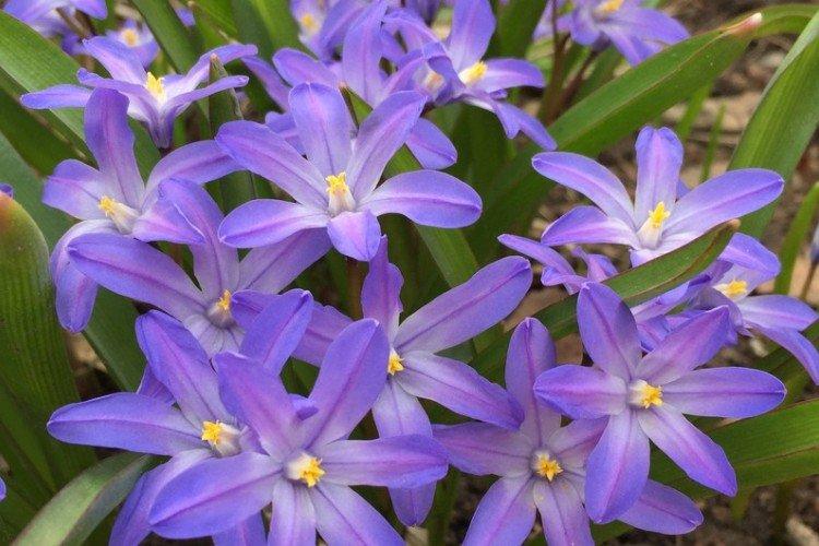 Хионодокса – фото