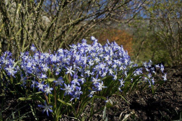 Хионодокса – фото