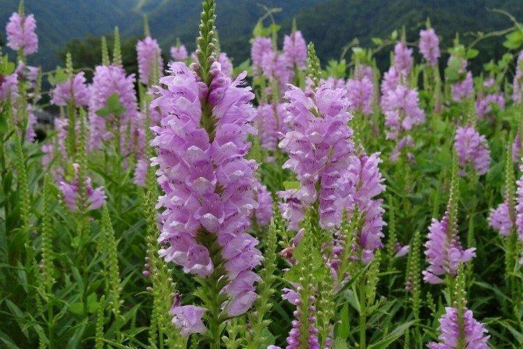 Физостегия (50 фото): виды, уход и посадка в открытом грунте