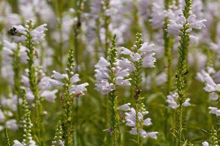 Удобрения и подкормка