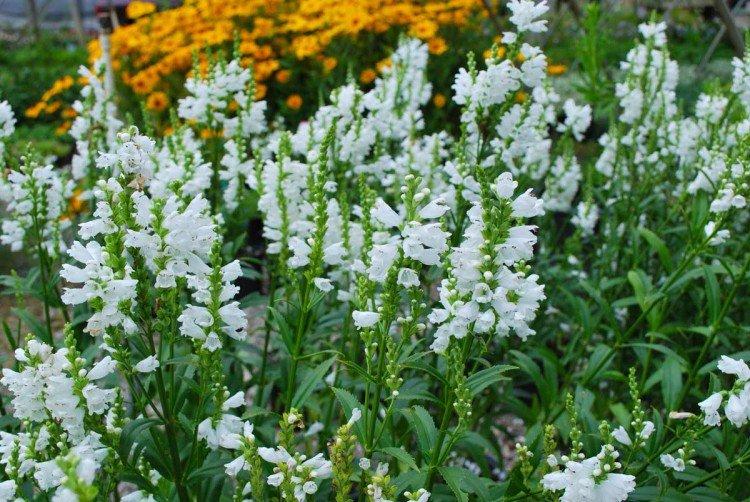 Посадка и размножение физостегии