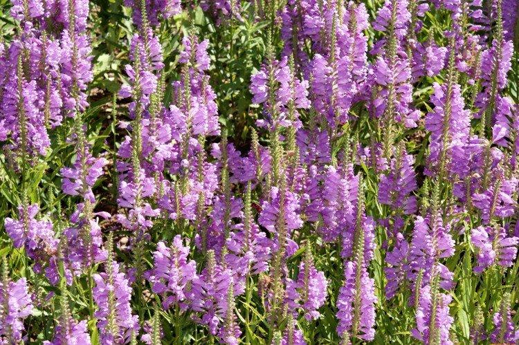 Борьба с вредителями и болезнями