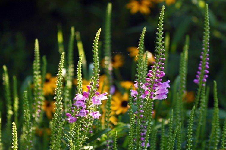 Физостегия – фото