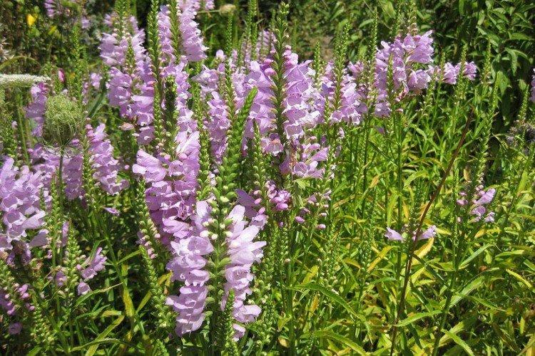 Физостегия – фото