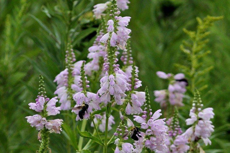 Физостегия – фото