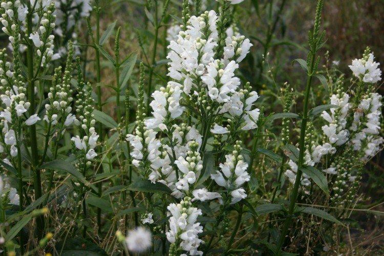 Физостегия – фото