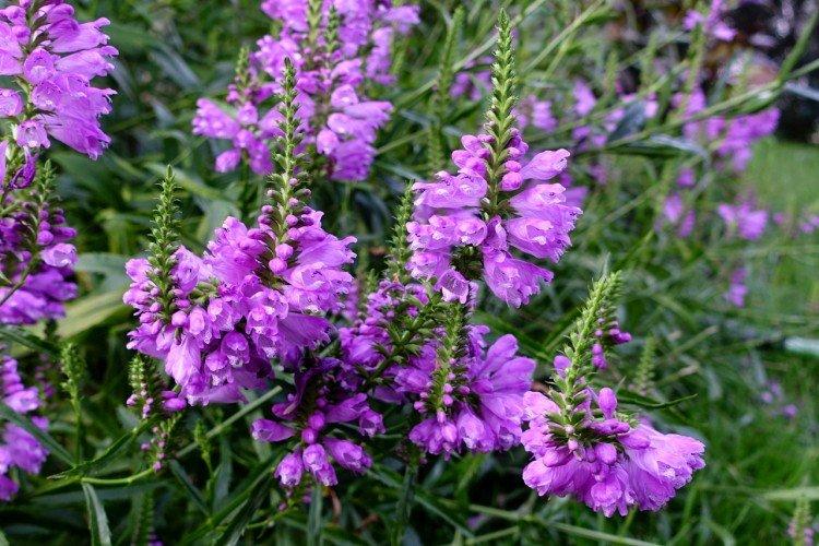 Физостегия – фото